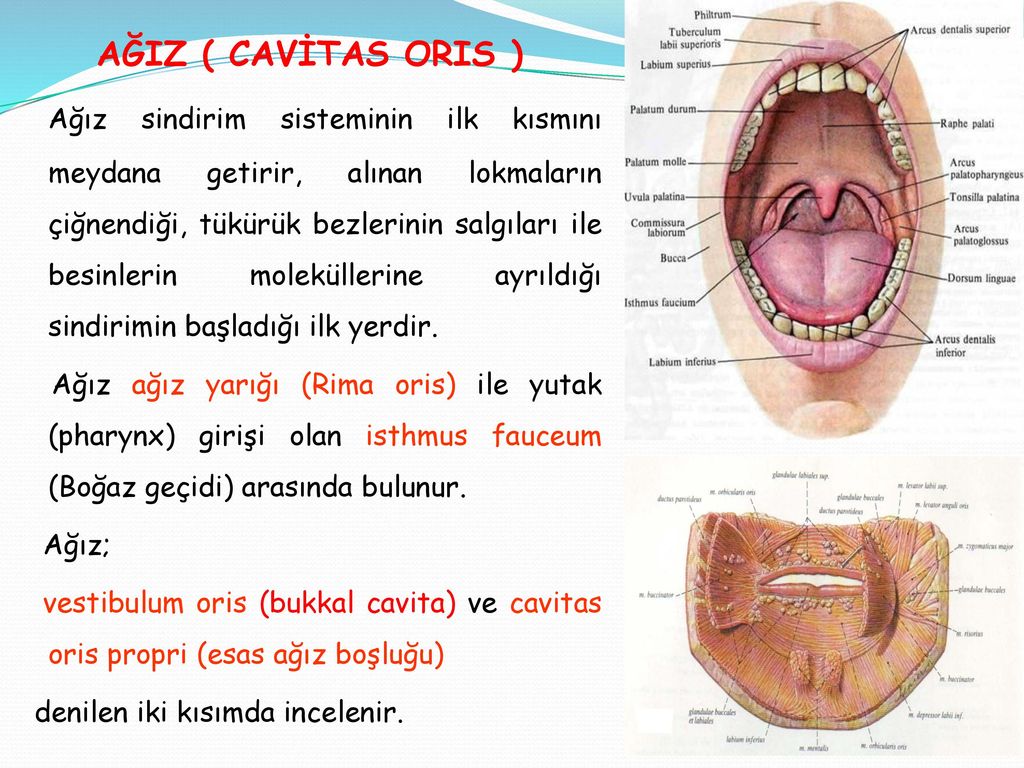 S ND R M S STEM . ppt indir